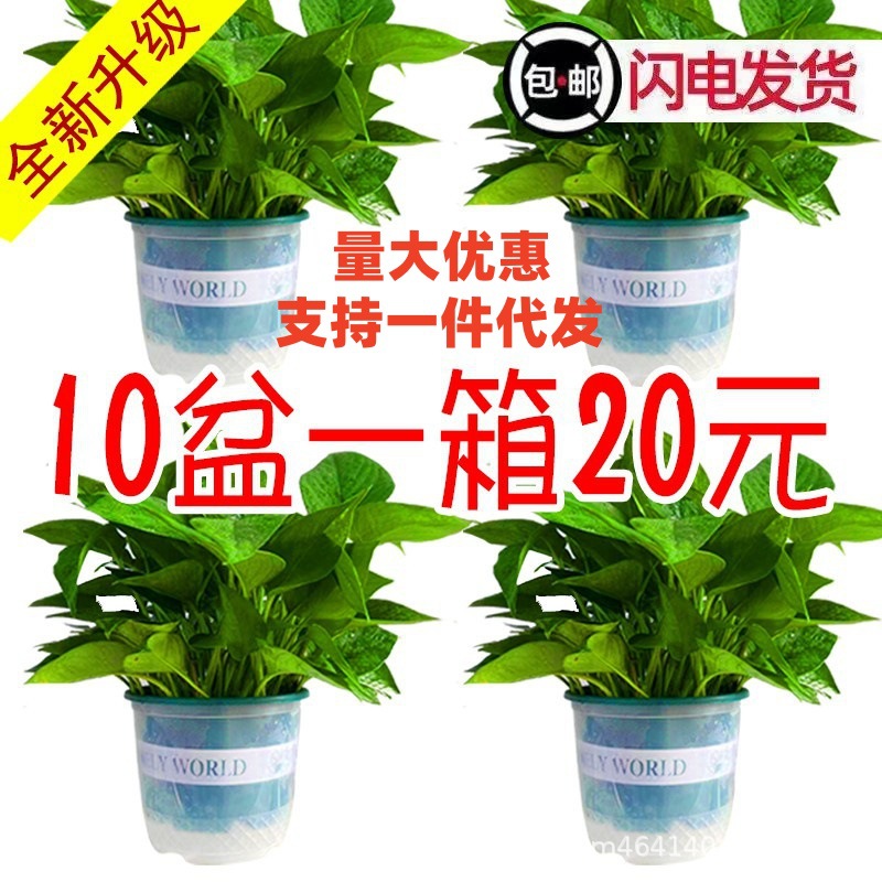 180绿萝盆栽花卉绿植批发吊兰长藤绿箩小盆栽室内桌面水培植物