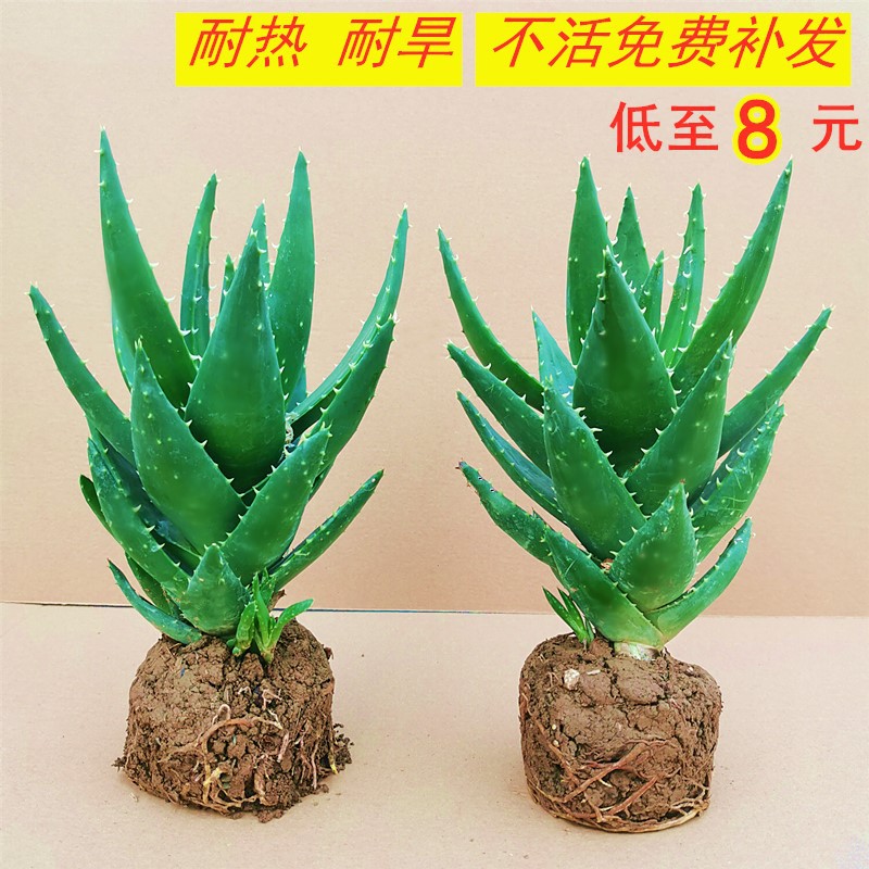 芦荟盆栽不夜城多肉植物耐旱好养室内客厅净化空气阳台花卉