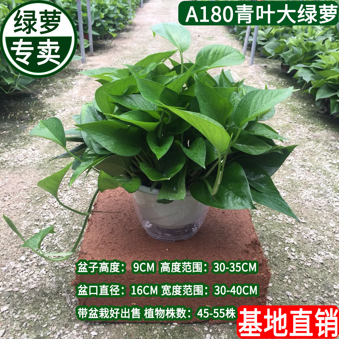大绿萝盆栽室内绿植新房吸除甲醛花卉水培植物吊兰净化空气绿箩