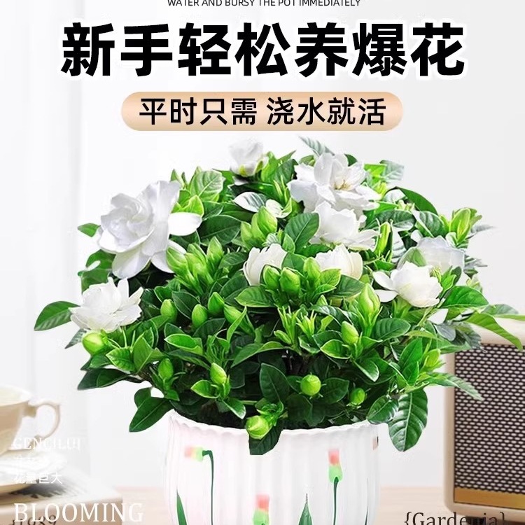 栀子花盆栽花卉植物室内绿萝箩阳台水培绿植茉莉花四季好养九里香