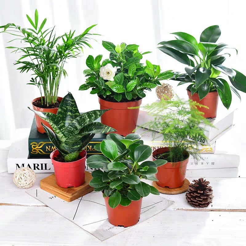 办公室内好养四季常绿水培土培植物绿植小盆栽桌面居家好养花卉