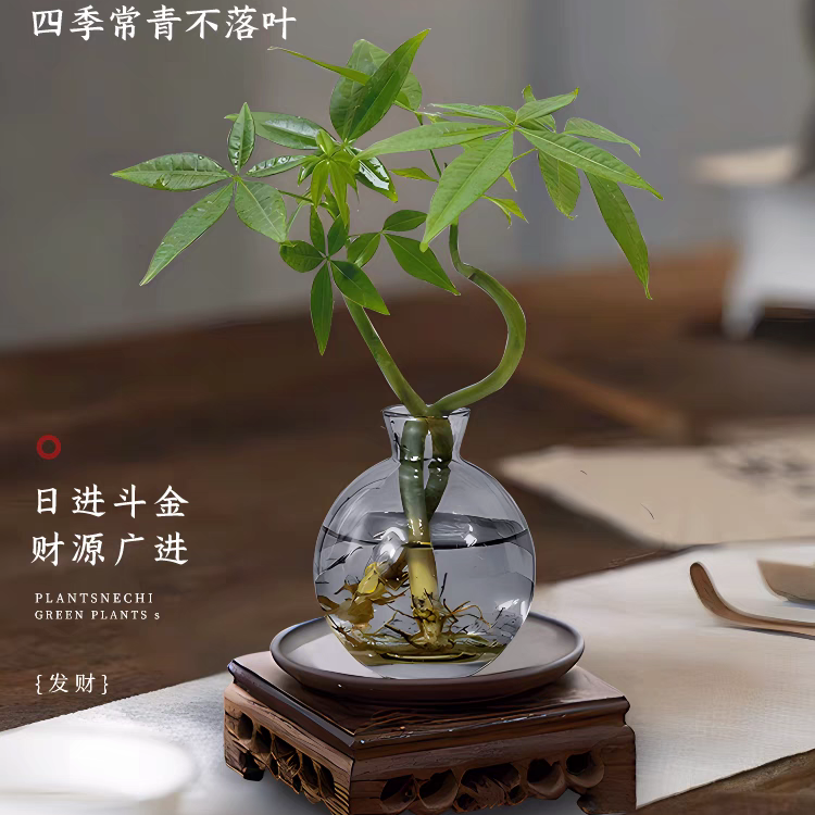 发财树小盆栽花卉水培植物客厅桌面绿植室内四季树办公室金小