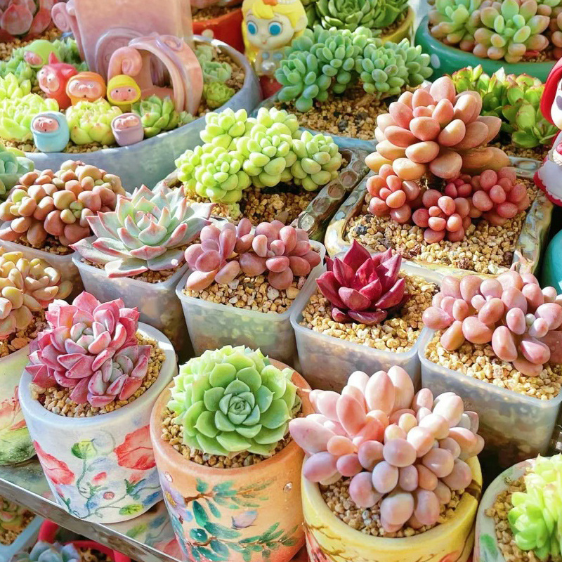 多肉植物幼儿园绿植小盆栽花卉高端肉室内老桩群生名贵大颗好养