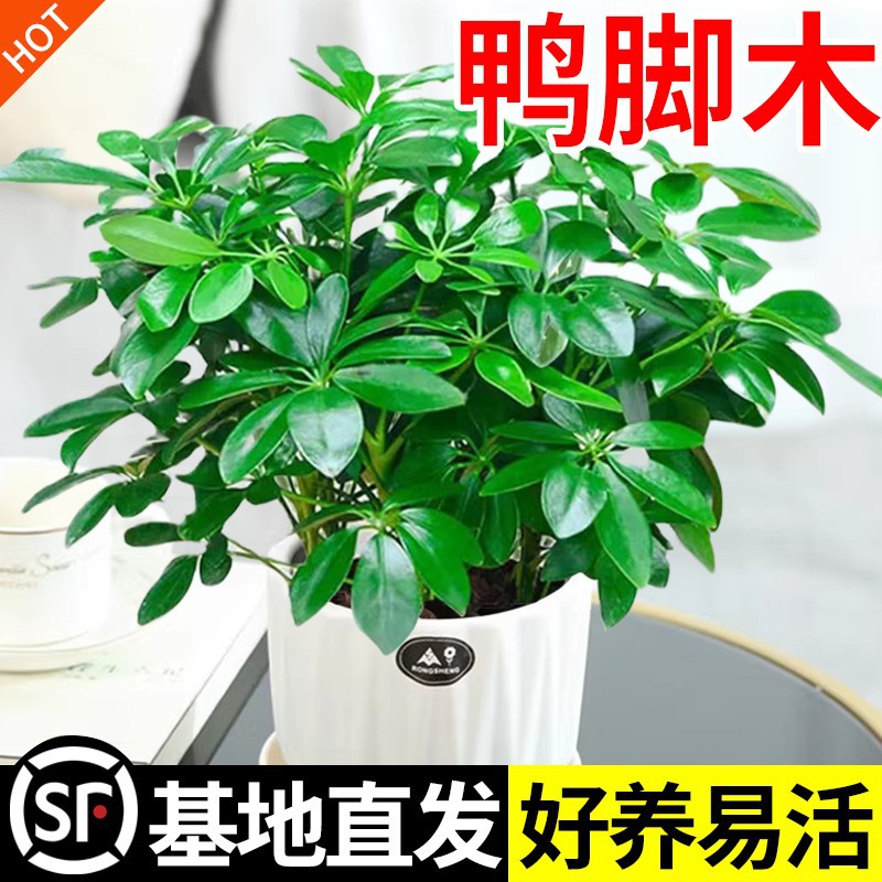 七叶莲四季常青八方来财鸭脚木室内绿植盆栽花卉发财树招财树好养