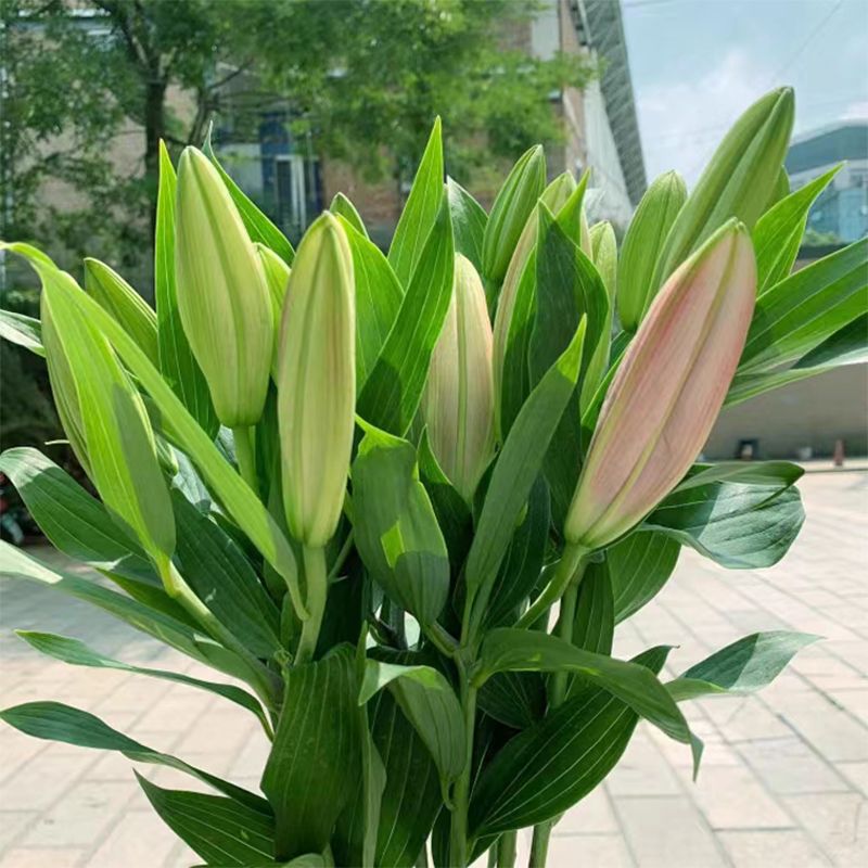 香水百合花鲜花云南昆明直发基地直批鲜切花水养插花花束速递同城