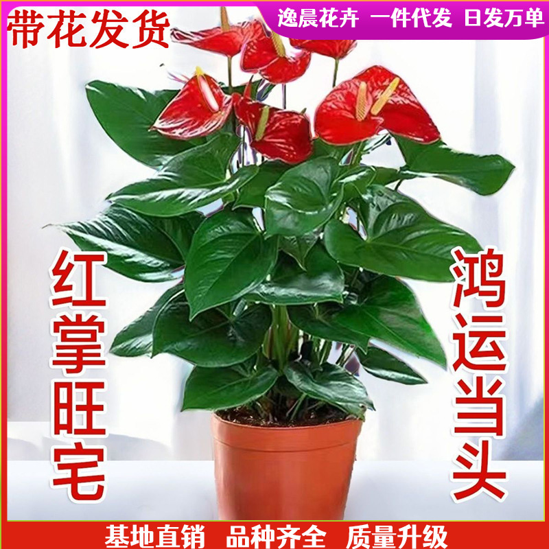 红掌白掌盆栽带花一帆风顺花卉植物室内绿植水培鸿运当头四季好养